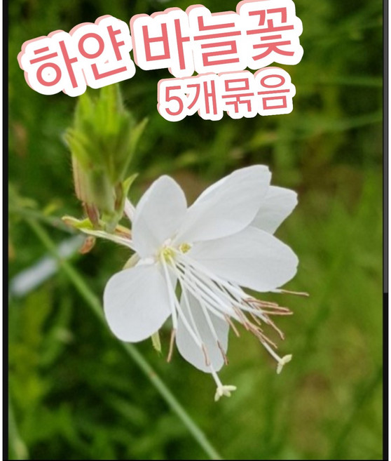 바늘꽃-흰꽃-5개묶음/생명력강한 야생화 마당에 강추합니다