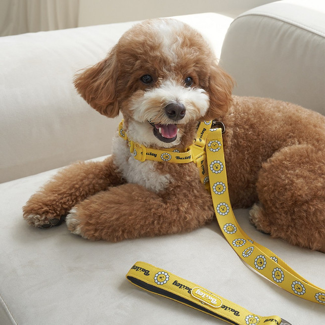 베일리펫 강아지 산책 소형견 중형견 데이지 워키 리드줄, 1개, 옐로우