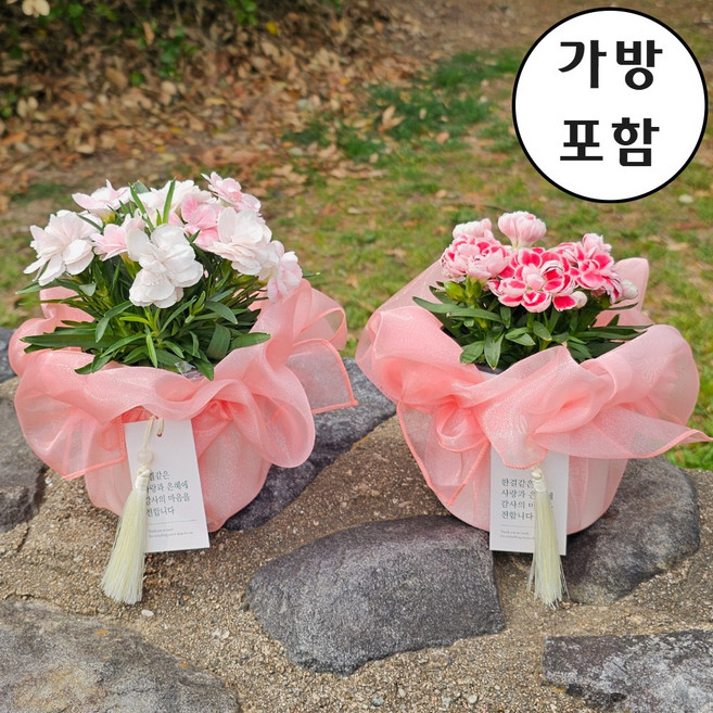 [플레이앤트리]카네이션 생화 화분 2개 세트 보자기포장 가방포함 부모님 선물, 피치보자기 포장