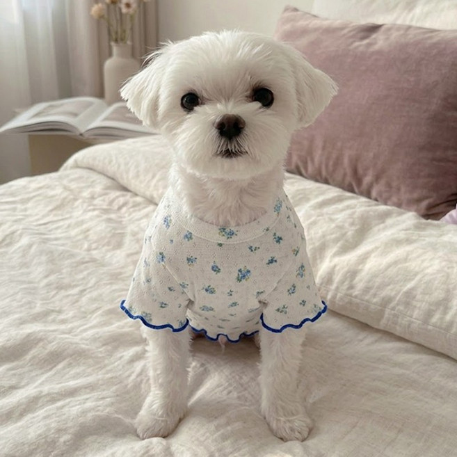 아일렛 펀칭 티셔츠 강아지옷 봄옷 실내복, 블루, 1개