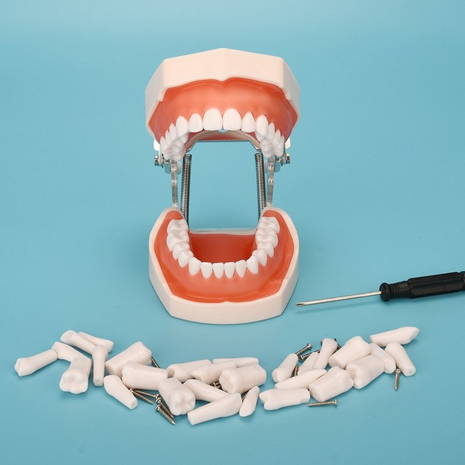 덴티폼 치아 모형 치과 교육용 구강 모델 실습 치아 보건 스케일링 구조 치위생과 국가고시, D. 치아 단품 28개입 (구강 모형 미포함)