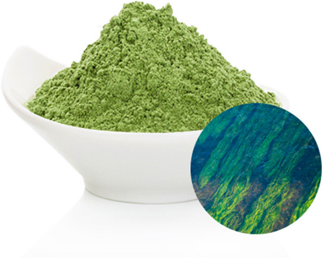 클로렐라분말 500g, 1개