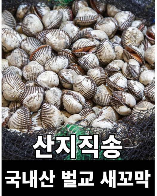 닉대디마트 벌교 새꼬막 산지직송 국산꼬막, 10개, 삶기좋은 대사이즈