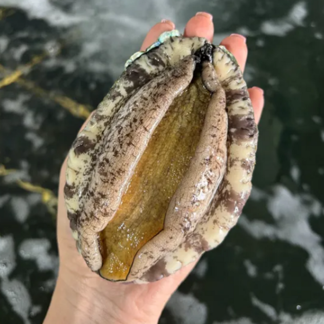 [백콩] 완도 활전복 1kg (손질칼 증정), 1세트, 활전복 5-6미(개) 1kg