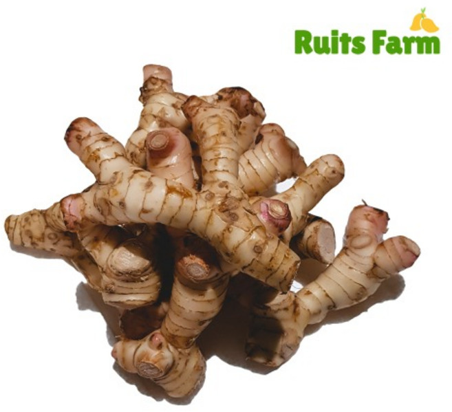 [루츠팜]태국 생 갈랑갈 1kg 갈랑가 령 태국생강, 1개