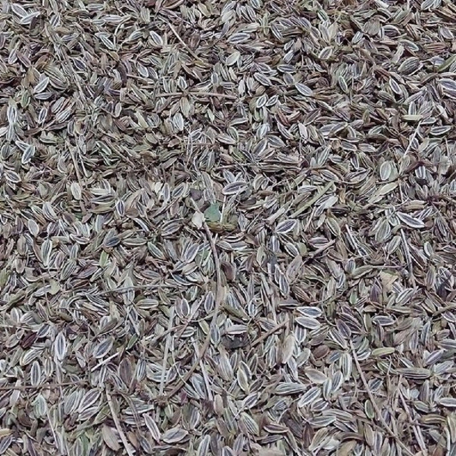 일당귀씨앗 100g/일당귀 종자/왜당귀씨앗/쌈당귀씨앗/국내 채종 종자, 1개