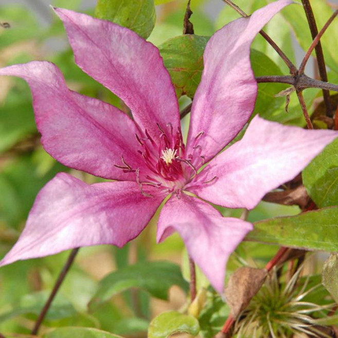 목하원예조경 클레마티스 지젤홑꽃 리블루밍 포트 묘목 노지월동 정원조경수 덩굴식물 꽃나무 모종, 단일, 1개