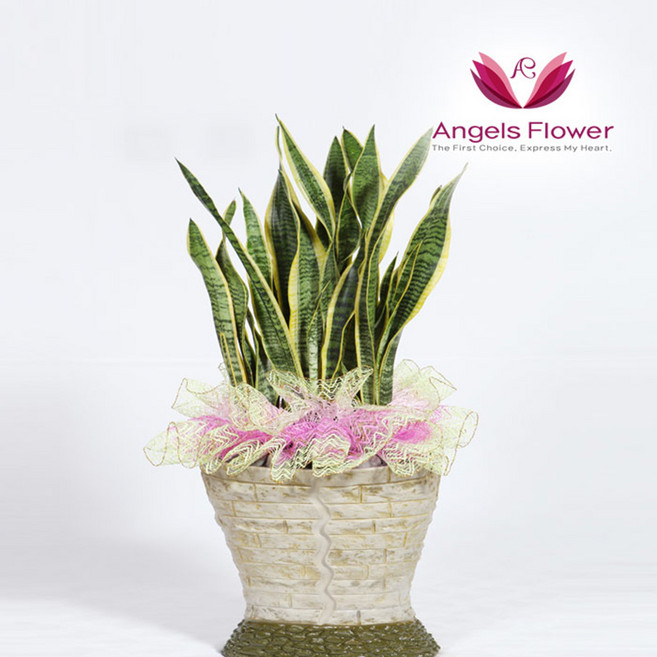 엔젤스플라워 꽃배달서비스 생화 장미꽃 바구니 공기정화 관엽식물 축하바구니 프로포즈 당일배송 예약일배송, 1개