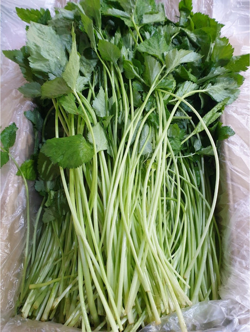 부드러운 참나물 국내산, 1kg, 단품