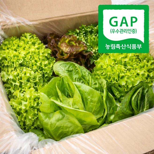 무농약 유러피안 샐러드 유기농 유럽쌈채소, 1박스, 1kg - 쿠팡