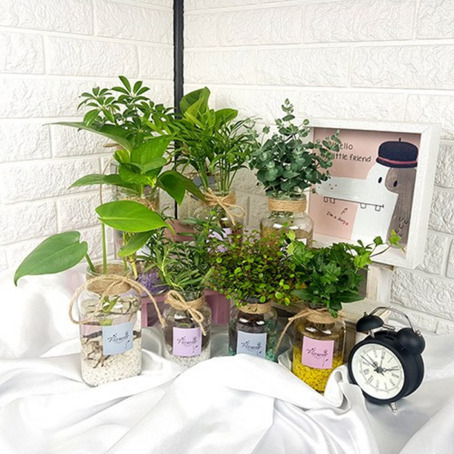 미스터허브 초보자용 수경재배식물 수경식물 수경화분 모종 키우기, 08_청페페