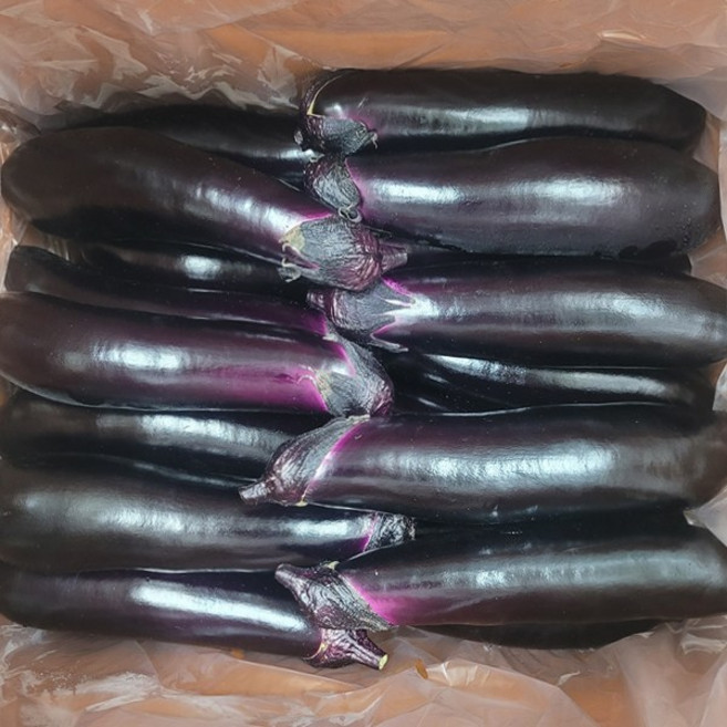국내산 가지 특품 당일경매, 1개, 2kg