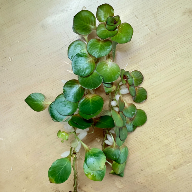 [수초명장] 루드위지아 헬민트로리자 3줄기 달팽이 이끼 없는 수초 구피 새우 물고기 은신처 어항 부상초 수생식물, 1세트