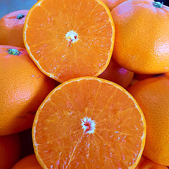 산지직송 신선보장 제주 고당도 카라향, 1박스, 3kg (중과)