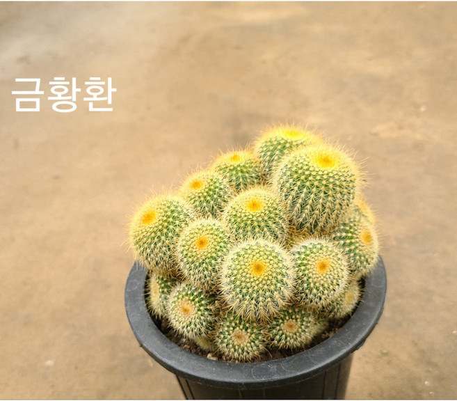 행복한꽃순이/﻿가시선인장(금황환 소정)/12cm, 금황환선인장, 1개, 금황환선인장
