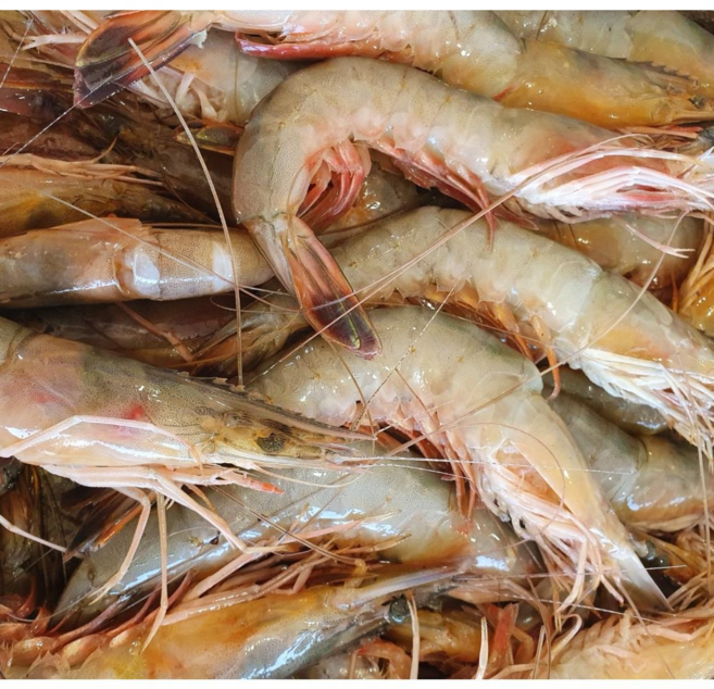 바른바다 신진도 자연산 대하 특대 1kg (19~21미), 1개