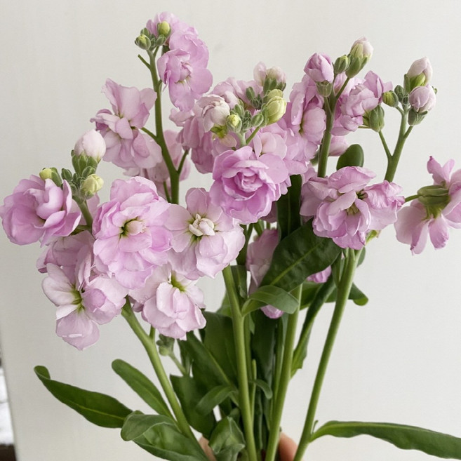 오후의 꽃 스토크 스톡 생화 2송이 꽃다발 비단향꽃무 양재꽃시장, 랜덤색상 스토크 2송이, 1개