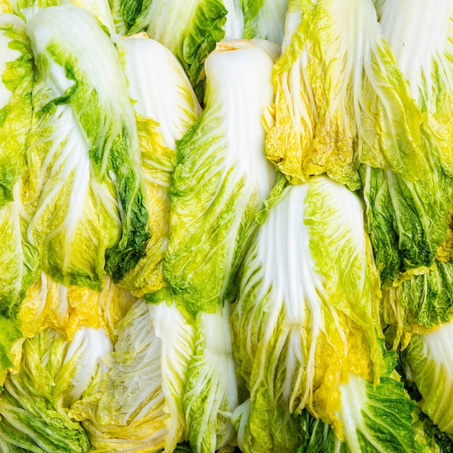 해풍 맞고 자란 해남 절임배추 김장배추 쌈용, 20kg, 20kg, 1박스, 배송 받기 원하는 날짜를 배송 메모에 기입해주세요