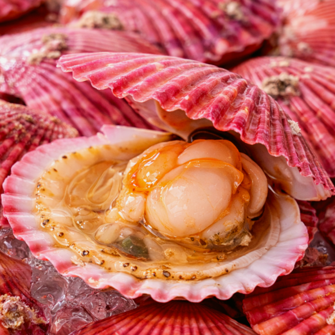 [당일조업] 통영 손세척 특품 홍가리비 1급청정해수, 1박스, 3kg(75미 내외)