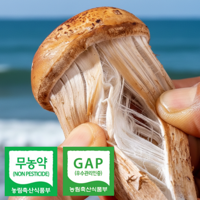 무농약인증 생 참송이버섯 가정용, 1세트, 1kg