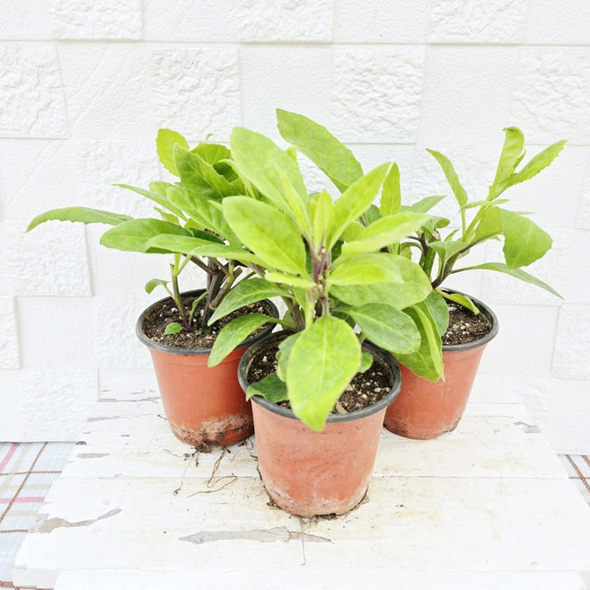 명월초(당뇨초로알려진 식용가능한 아이입니다), 3개