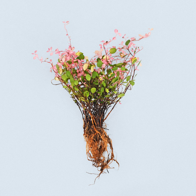 마이플랜트 핑크 트리안 세척 모종 소형 수경재배식물, 2개