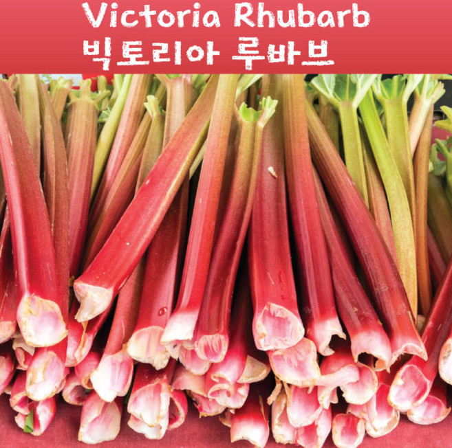 Victoria Rhubarb 빅토리아 루바브 희귀작물 교육체험용 세트, 1개