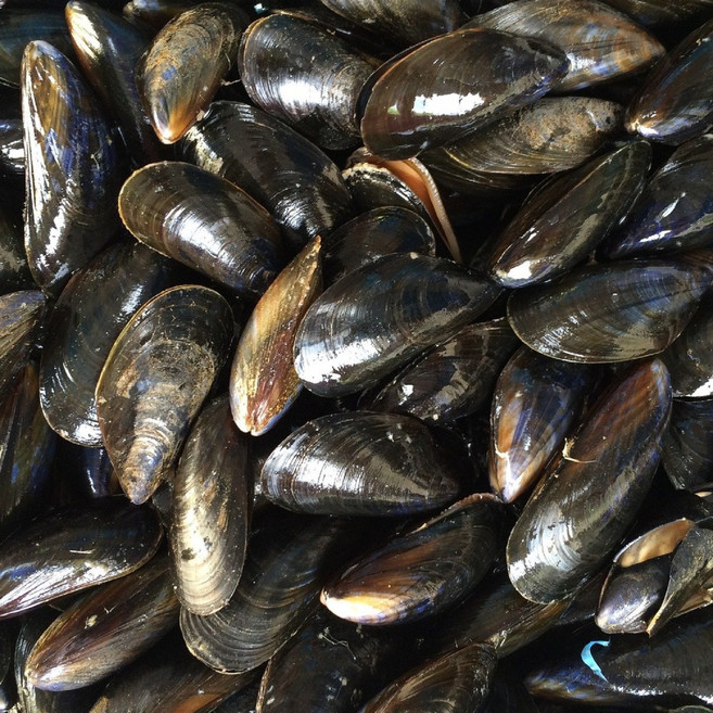 국내산 다듬이 홍합 당일채취 손질 세척, 1개, 홍합 10kg