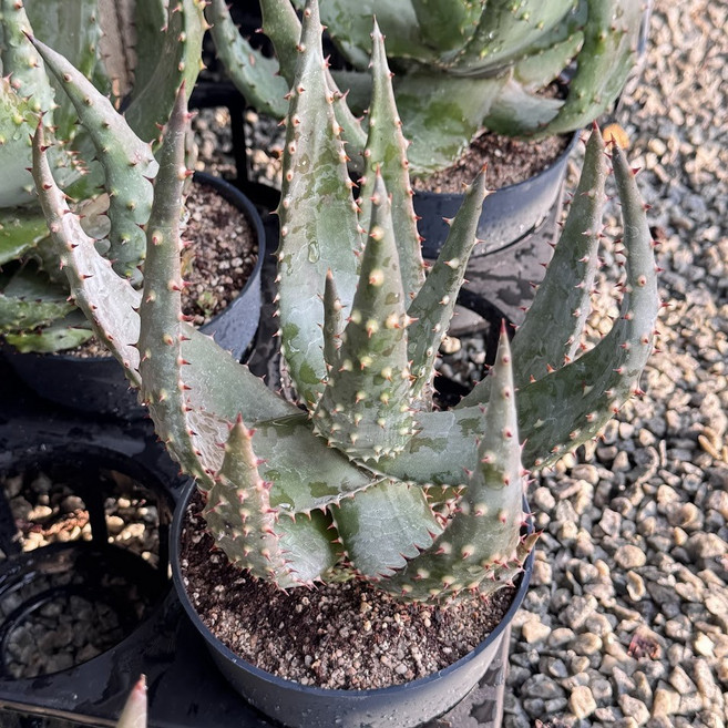 [올식스] 알로에 페록스 다육식물 희귀식물 공기정화식물 개업화분, 1개, 단일