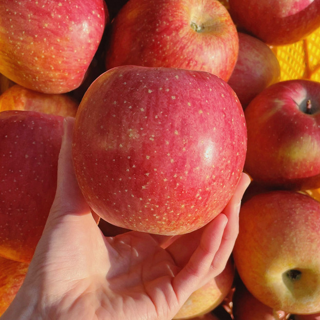 오뉴레 15brix 고당도 안동 가정용 햇사과 못난이 흠집 부사 GAP, 42개, 못난이 10kg 소과