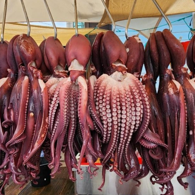 [자숙] 피문어 속초 고성 최북단 숙회 피문어 동해 [원산지:국산(강원도 속초시)], 900g, 1마리