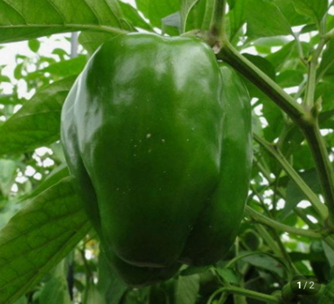 [신일농산] 국내산 피망 10kg (보통), 1박스