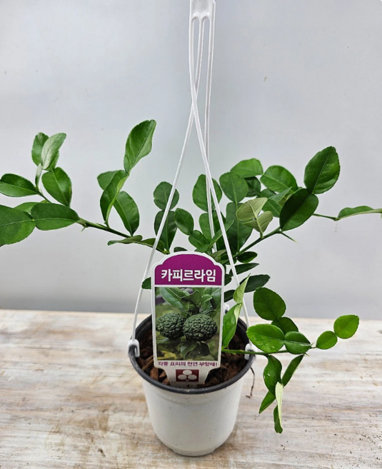 카피르라임나무 높이15~30cm, 1개