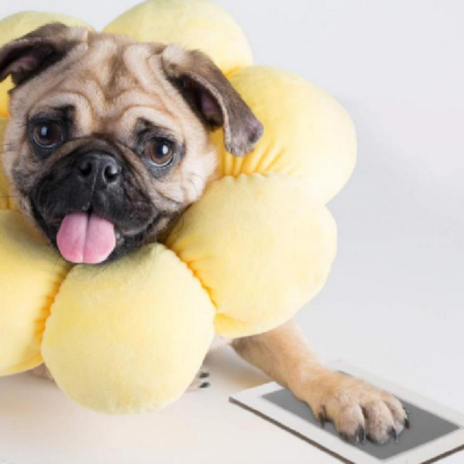 강아지 발자국 찍기 세트 반려견 고양이 발바닥 도장 깔끔한 기념 스탬프, 핑크, 1