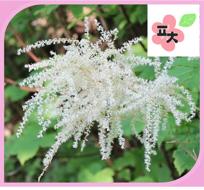 눈개승마(삼나물) 씨앗(500립) -종자씨앗 꽃씨앗 채소씨앗 구근식물 야생화 토종 약초 포천매화동농장 씨앗모음, 1개