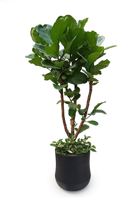 도자기랑나무랑 개업 개원 축하화분 거실반려식물 실내공기정화 금전수 뱅갈고무나무, 1개, 떡갈고무나무 대형축하화분 DLP-134