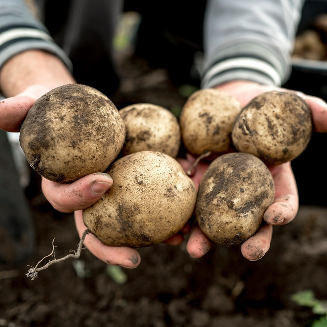 [한정수량 100박스] 국내산 감자, 1개, 3kg / 중(50~70g내외)