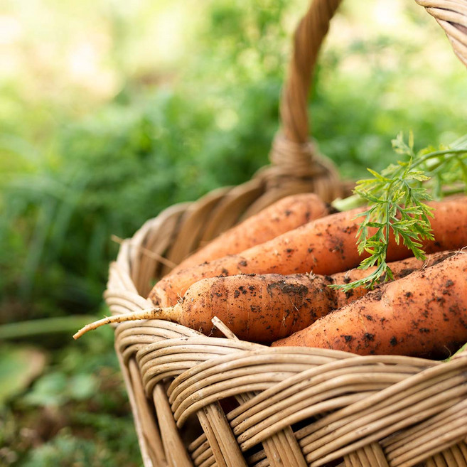 느영나영 국내산 친환경 무농약 당근 제주산, 1개, 3kg