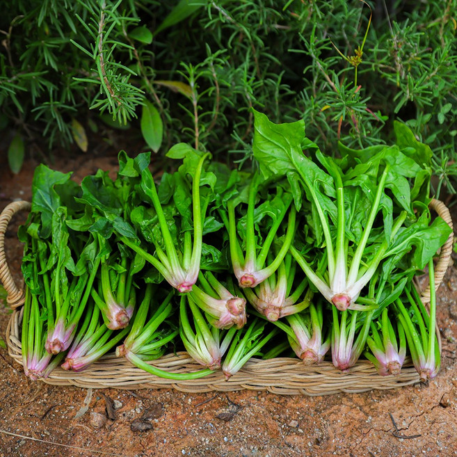 당일수확 프레시 산지직송 국산 시금치, 1kg, 1박스