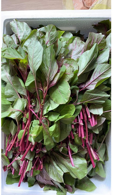 레드 비름나물(rau den) 500g/아시아 농장 송소희, 1개, 500g