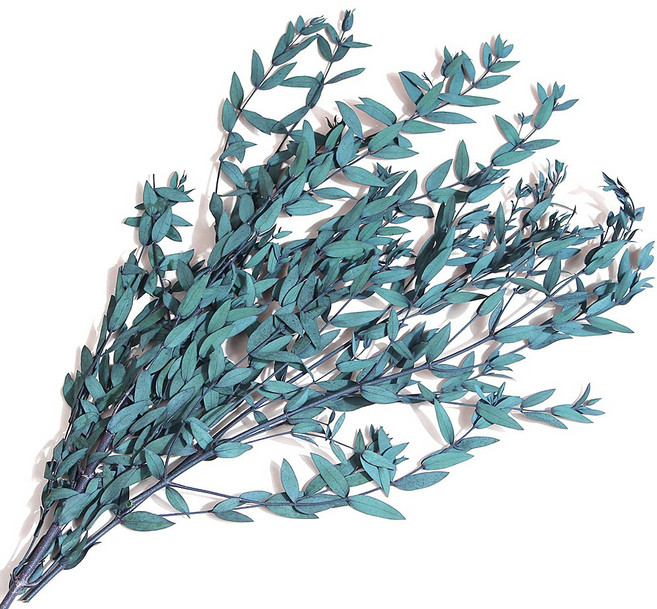 화연양화 프리저브드 유칼립투스 파블로 한다발 시들지않는생화 청첩장꽃