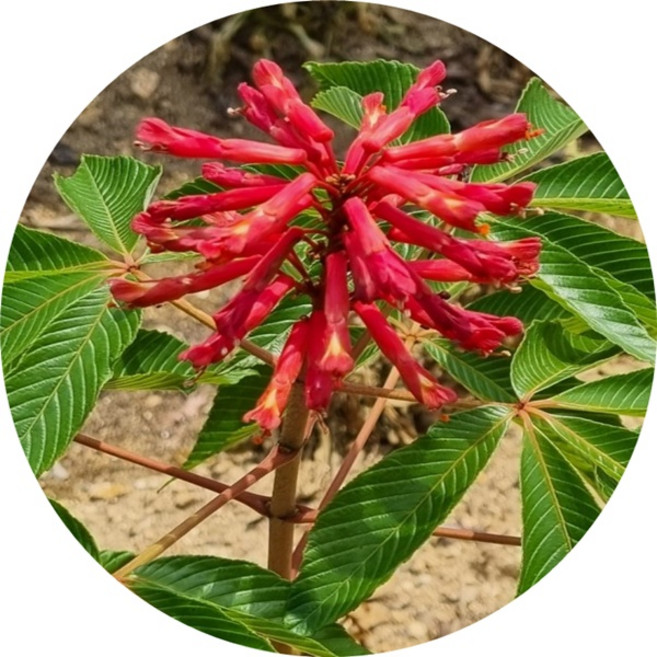 마로니에 칠엽수 적화마로니에 Aesculus turbinata 묘목 화단 경제수 화목류, 1개, 적화마로니에1주