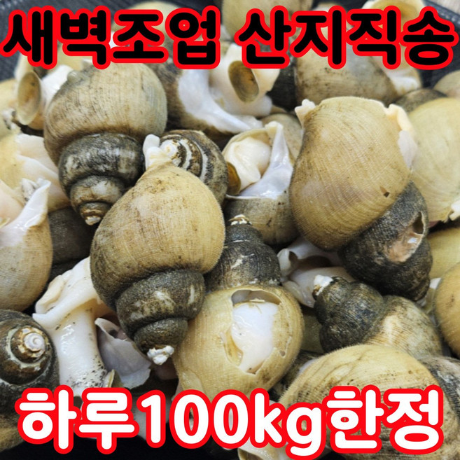 [한정수량] 자연산 국산 활 골뱅이 생물 산지직송, 1개, 5kg