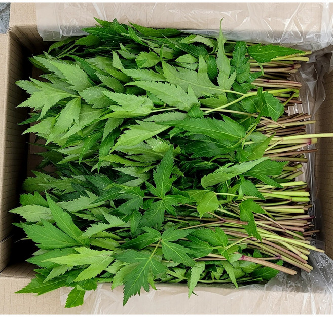 야채왕 당귀 당귀잎 당귀쌈 1kg 쌈채소 (0.9k~1.0k), 1개