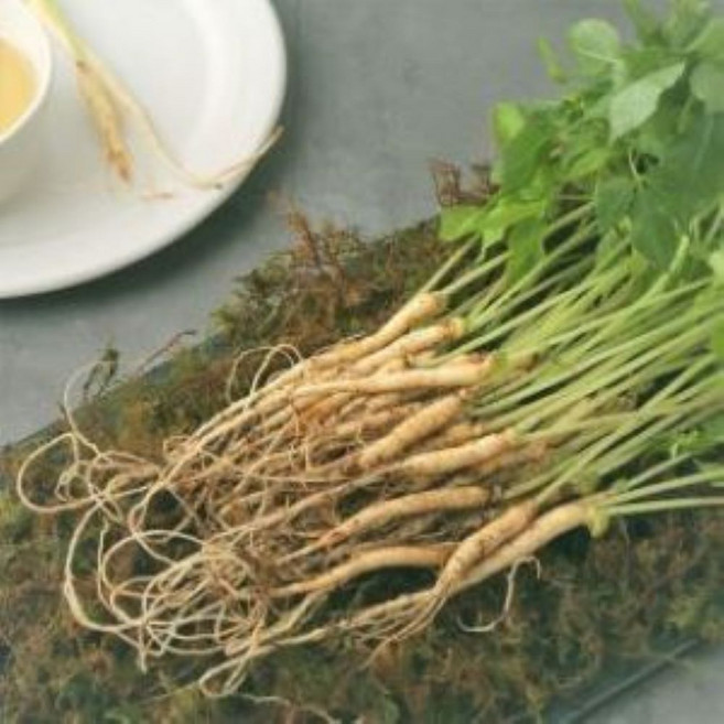 새싹삼 샐러드용 100뿌리(약15cm 미만), 1개, 100개입