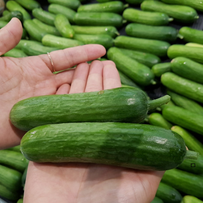 국내산 수분폭탄 아삭한 미니오니 간편 스낵오이 피클용, 1개, 3kg