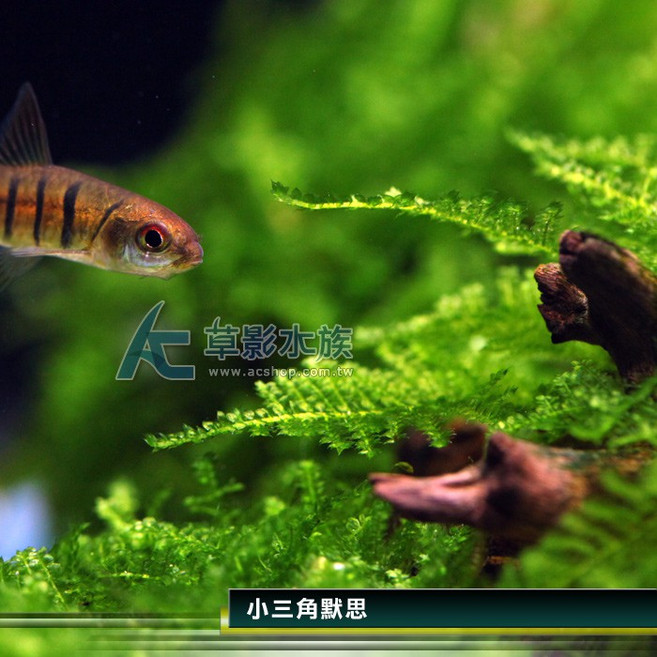 AC草影 小三角默思石 陰性水草 新手水草 莫斯 前景草 水生植物, 1個
