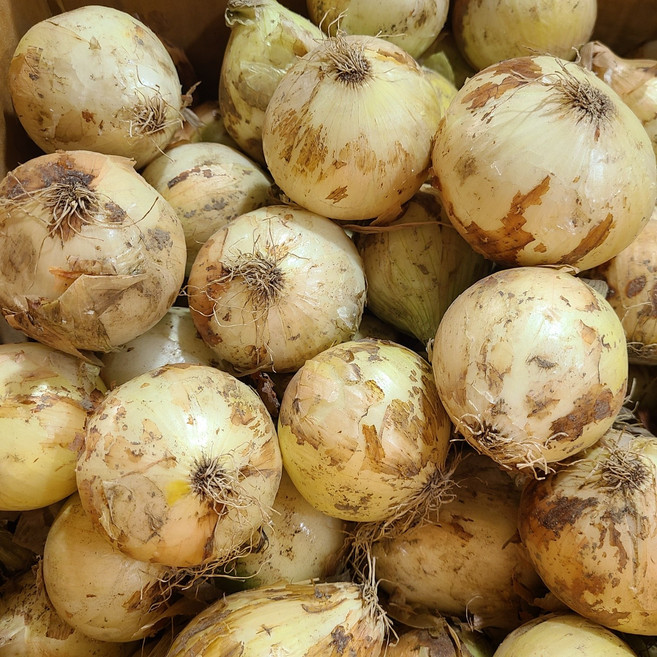 26년 국내산 햇양파 양파 최상품, 1박스, 3kg