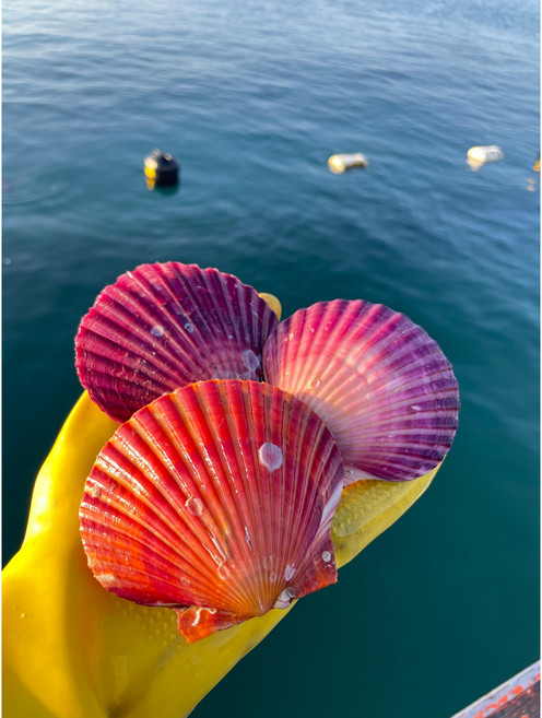 직접 생산 산지직송 홍가리비3kg, 1개, 세척 홍가리비3kg(1-2인)