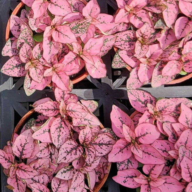 植感園藝 草本植物 3吋盆, 嫣粉蔓, 1個